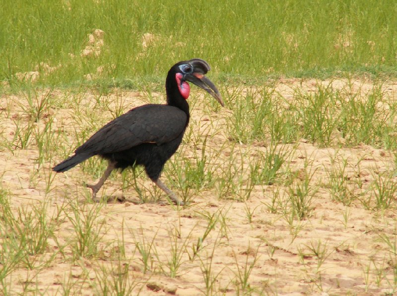 Birdlife in the Simien Mountains NP, Ethiopia, Ethiopia