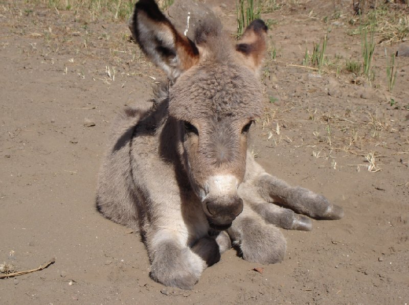 Gondar Ethiopia Donkey on the road to the Simien Mountains NP, Ethiopia