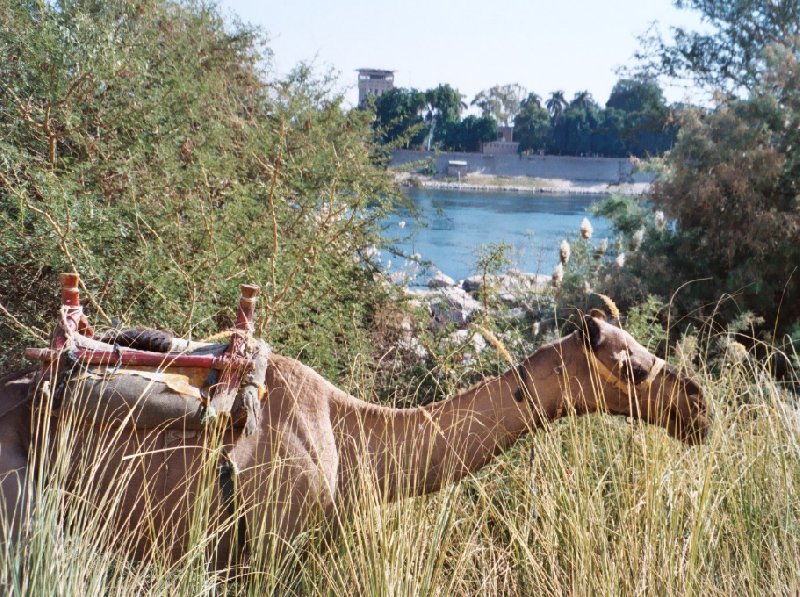 Camel ride along the Nile River, Sudan, Khartoum Sudan