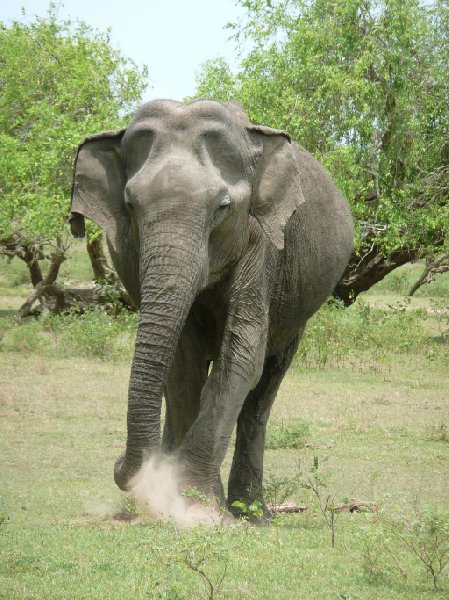 Photo of an elephant in the Yala National Park, Sri Lanka Tissa Sri Lanka Asia