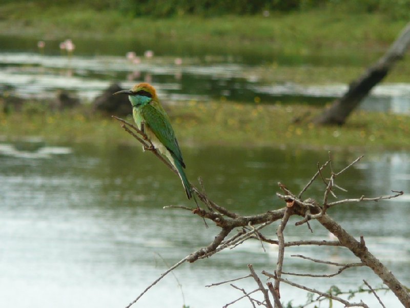 Tissa Sri Lanka Little bird in the Yala National Park, Sri Lanka
