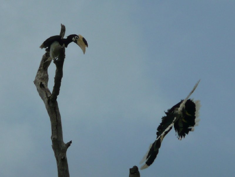 Tukan pictures, Yala National Park, Sri Lanka, Tissa Sri Lanka