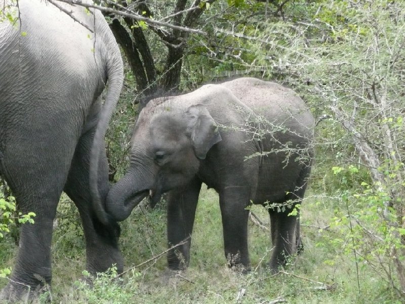 Baby elephant in the Yala National Park, Sri Lanka, Sri Lanka