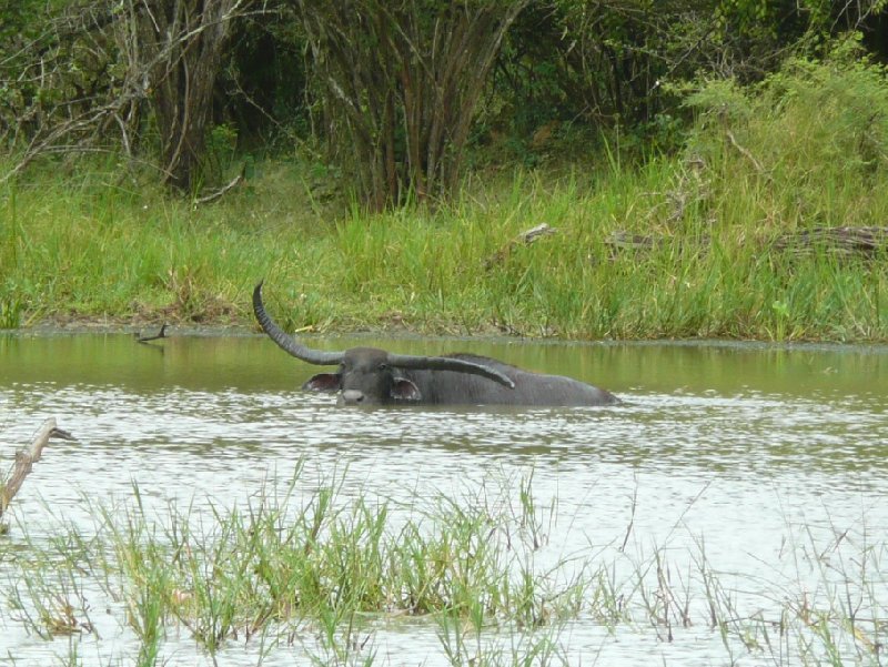 Tissa Sri Lanka Wildlife Safari in the Yala National Park, Sri Lanka