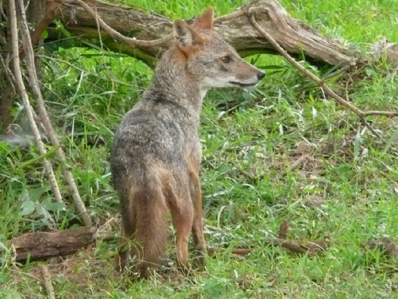Wild fox in the Yala National Park, Sri Lanka, Sri Lanka