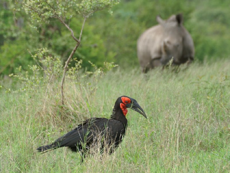 Magomba Swaziland Birdlife in the Mkhaya Game Reserve, Swaziland