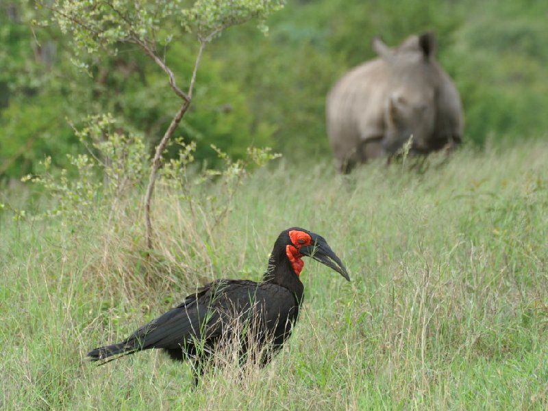 Birdlife in the Mkhaya Game Reserve, Swaziland, Swaziland