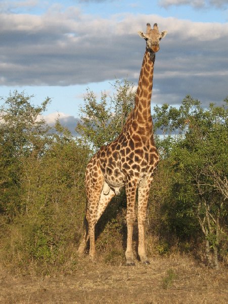 Pictures of a giraffe in the Mkhaya Game Reserve, Swaziland Magomba  