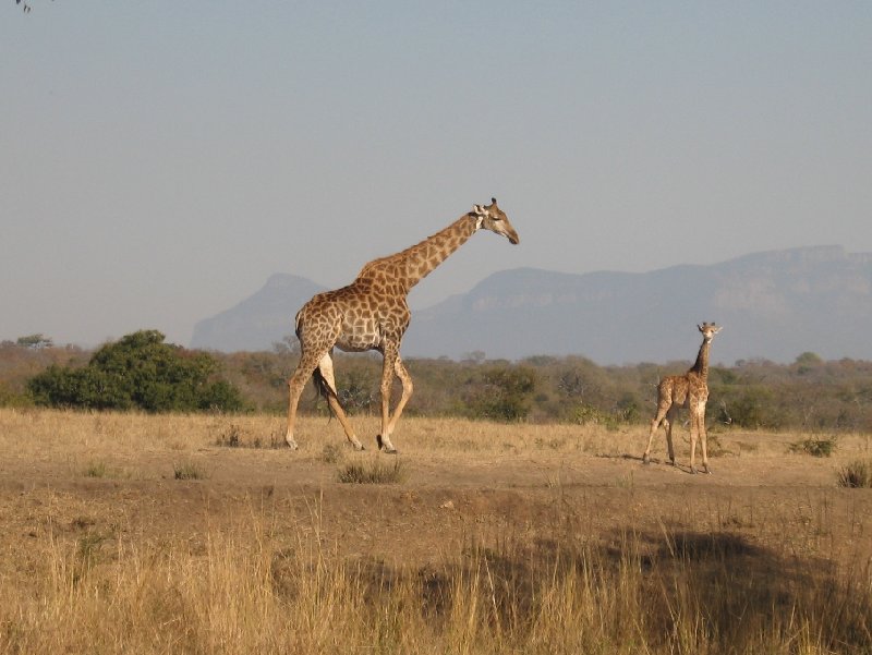 Pictures of the Mkhaya Game Reserve, Swaziland, Swaziland