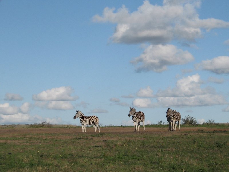 Pictures of zebra in the Mkhaya Game Reserve, Swaziland, Swaziland