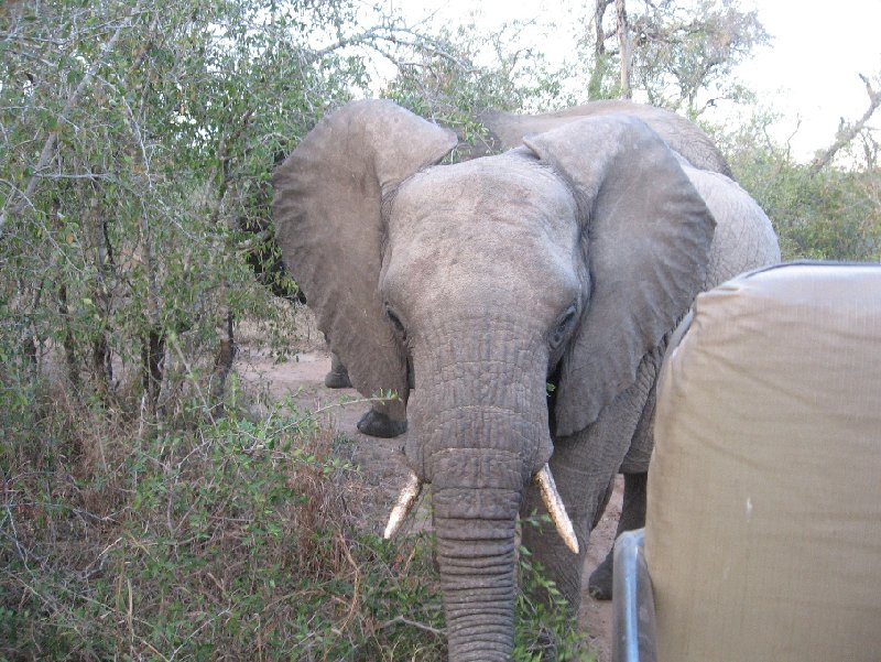 Pictures of an elephant in the Mkhaya Game Reserve, Swaziland, Magomba Swaziland