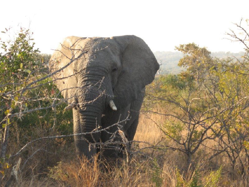 Photos of an elephant in the Mkhaya Game Reserve, Swaziland, Swaziland