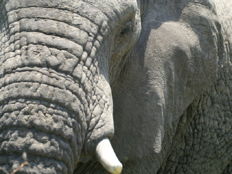 Close up picture of an elepant in the Mkhaya Game Reserve, Swaziland, Swaziland