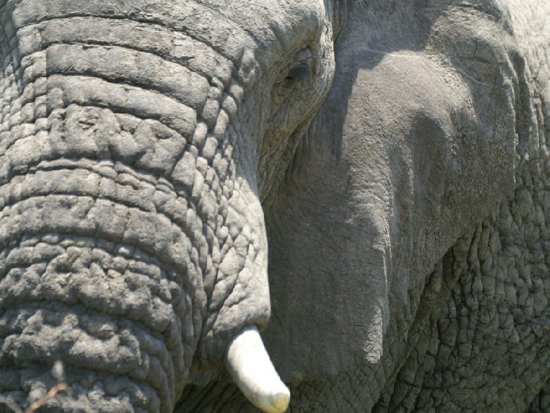 Close up picture of an elepant in the Mkhaya Game Reserve, Swaziland, Magomba Swaziland