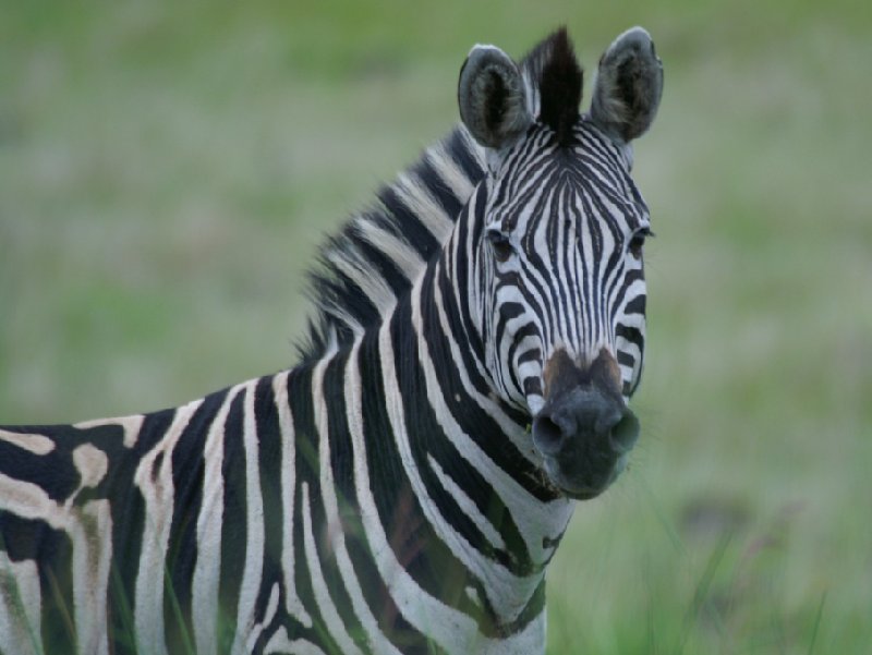 Pictures of a zebra in the Mkhaya Game Reserve, Swaziland, Swaziland