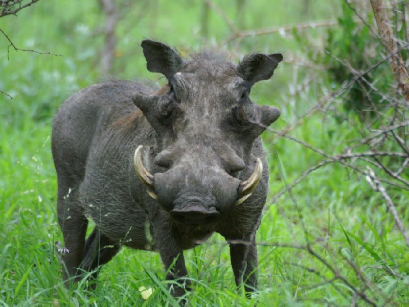 Pictures of a whartog in the Mkhaya Game Reserve, Swaziland, Swaziland