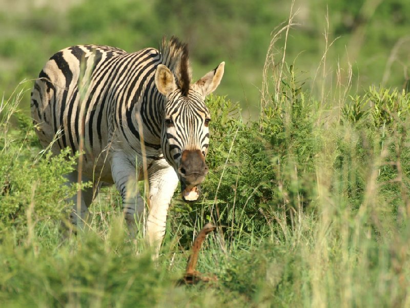 Photo of a zebra in the Mkhaya Game Reserve, Swaziland, Magomba Swaziland