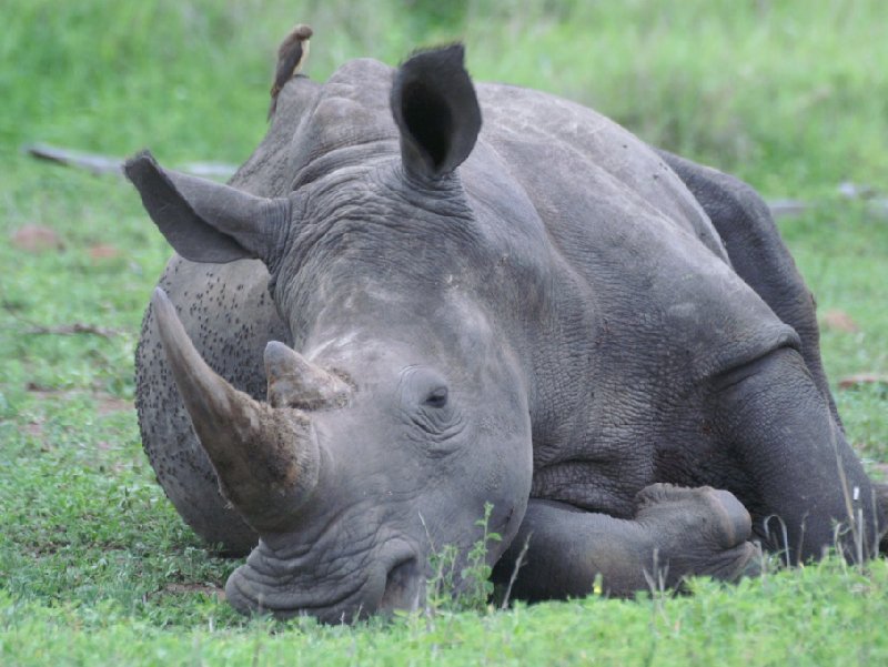 Resting rhino in the Mkhaya Game Reserve, Swaziland, Magomba Swaziland