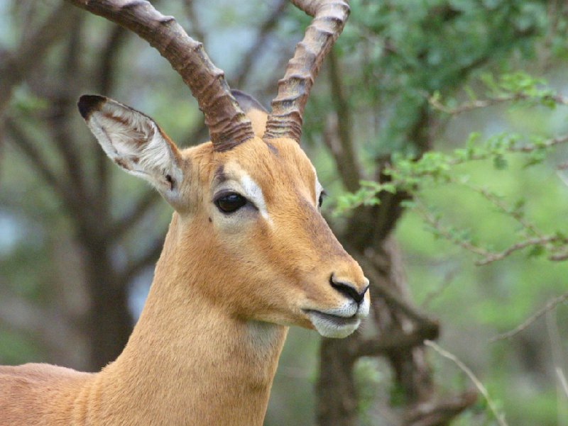 Antilope in the Mkhaya Game Reserve, Swaziland, Magomba Swaziland