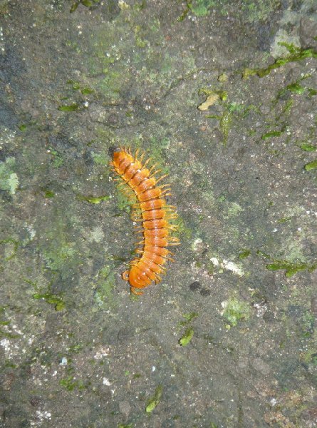 Orange insect in Tikal, Guatemala, Arenal Guatemala