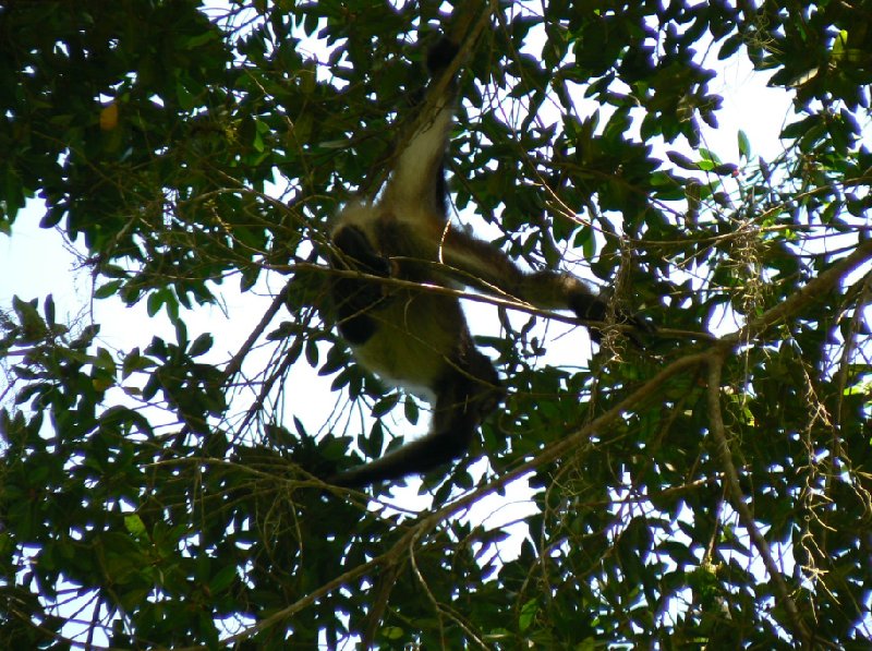 Guided tour to the spider monkeys, Tikal National Park, Arenal Guatemala