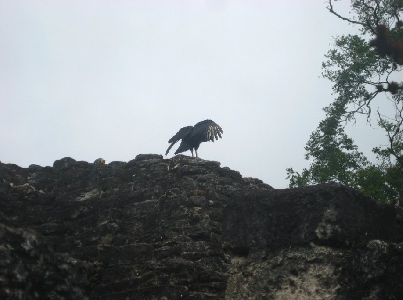 Eagle ready for take off in Tikal, Guatemala, Guatemala