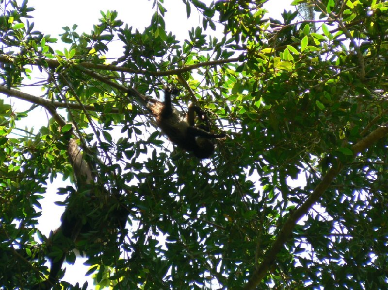 Pictures of the active monkey's in Tikal, Guatemala