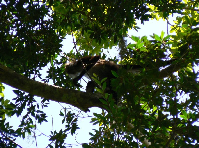 Wildlife spotting in Tikal, Guatemala, Guatemala