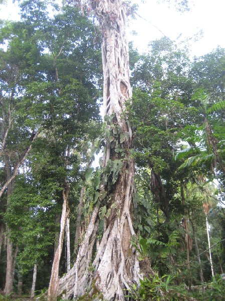 Trees in the Tikal National Park, Guatemala, Guatemala