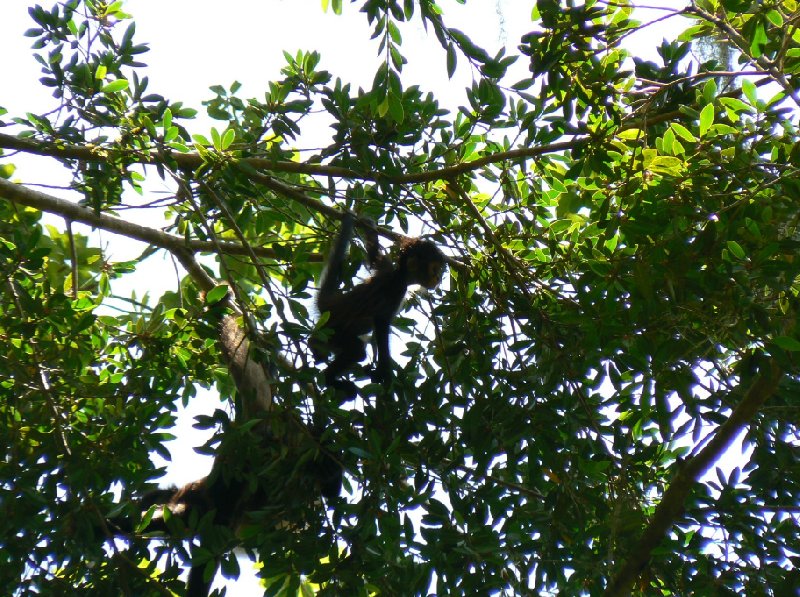 Photos of the Spider monkeys in the Tikal National Park, Guatemala, Guatemala