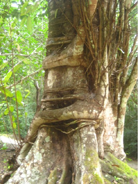 Photos of the trees around Tikal, Arenal Guatemala