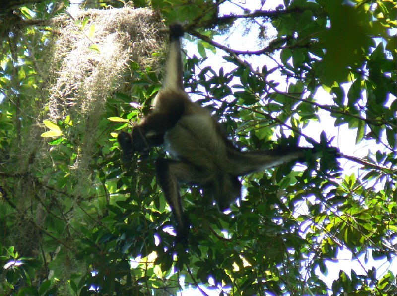 Pictures of the Spider monkeys in the Tikal National Park, Guatemala, Arenal Guatemala