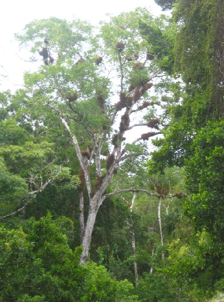 Hiking through the Tikal National Park, Guatemala, Arenal Guatemala