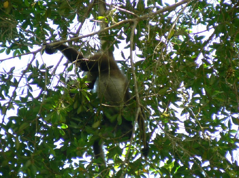 Spider monkeys in the Tikal National Park, Guatemala, Guatemala