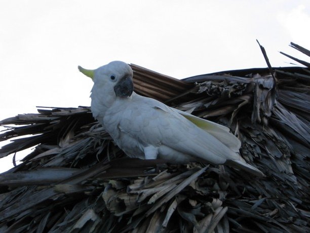 Cockatoo in Wewak, Papua New Guinea Wewak  