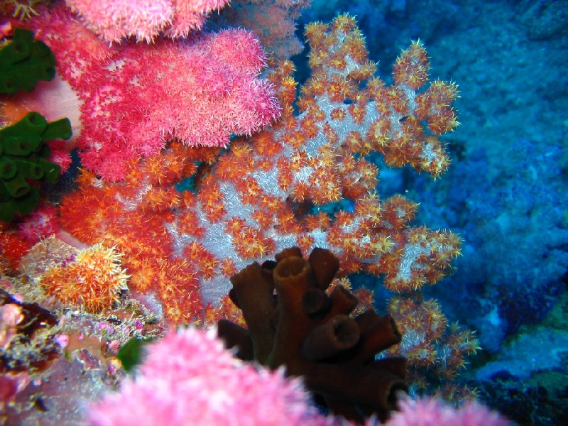 Amazing coral and nudibranches in Palau, Koror Palau