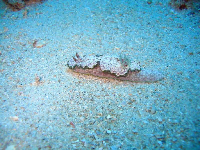 Photos of a Nudibranch, Palau Island Koror  