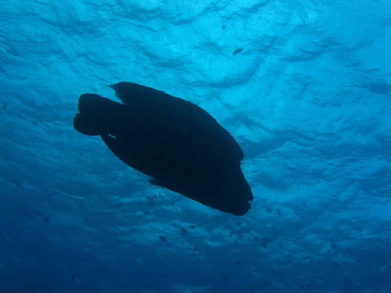 Napoleon Wrasse pictures, Palau, Palau