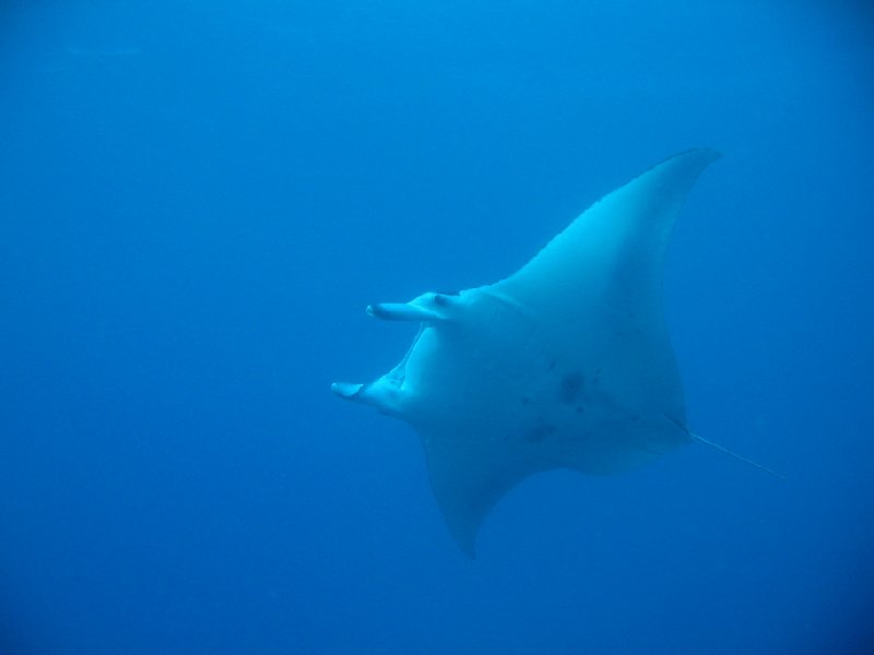 Swimming manta ray in the waters of Palau Island, Koror Palau