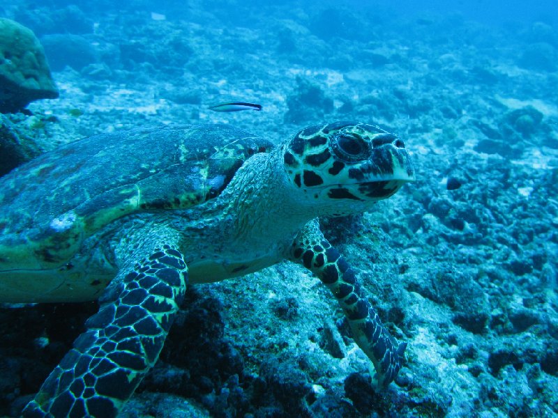 Close up photos of a turtle at Palau Island, Palau