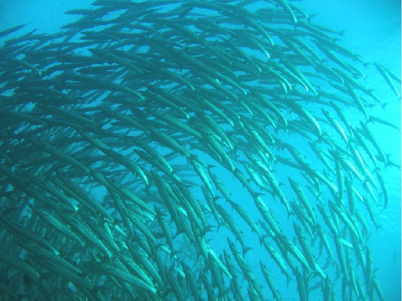 Barracuda's in Palau, Oceania, Palau