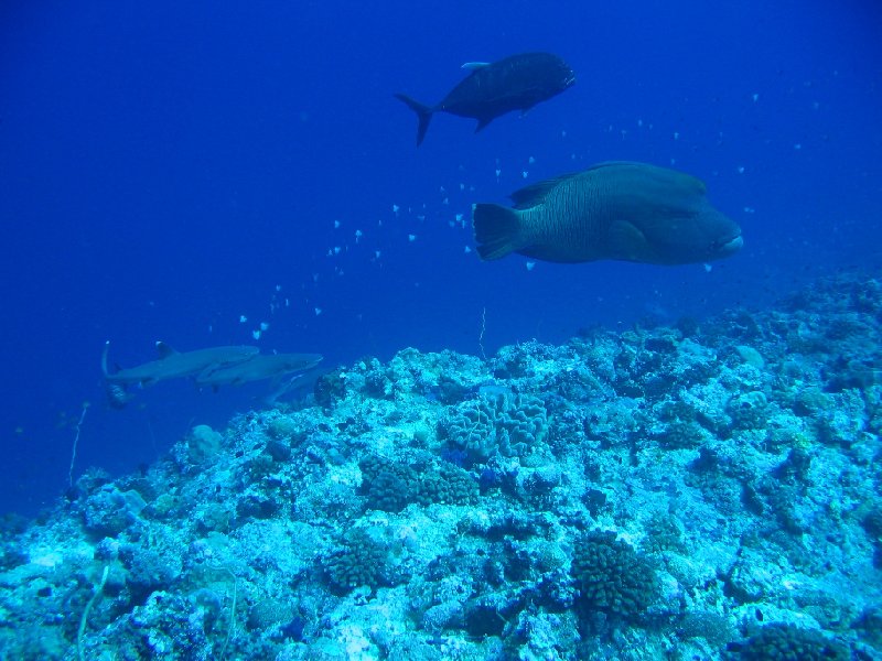 Koror Palau Napoleon Wrasse, Giant Travelly and white tip reef sharks 