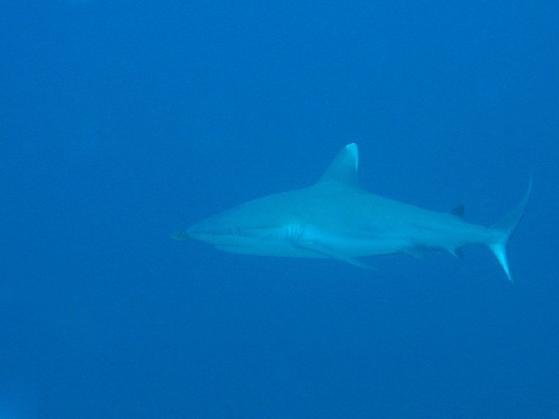 Grey Reef Shark during Liveaboar in Palau, Oceania, Koror Palau