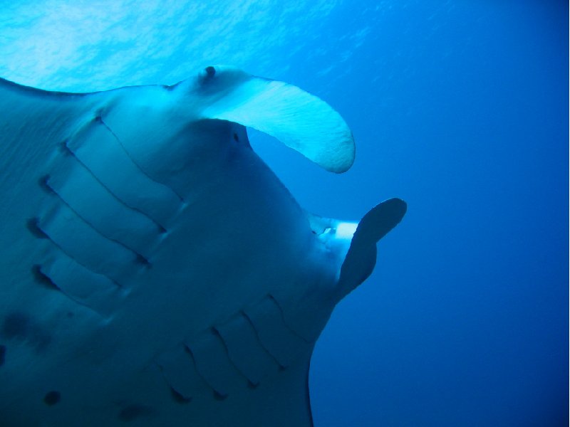 Koror Palau Close up of a Manta Ray, Palau