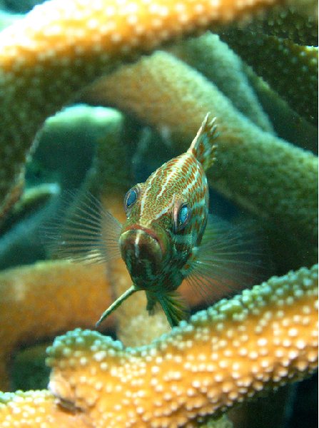 Pictures of a Slender Grouper while diving in Palau, Koror Palau