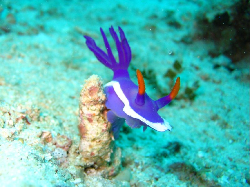 Koror Palau Purple Nudibranch, Palau