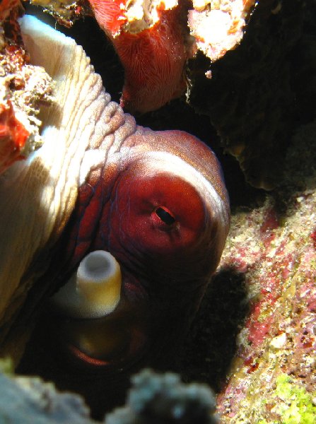 Octopus pictures, diving Palau Island, Koror Palau