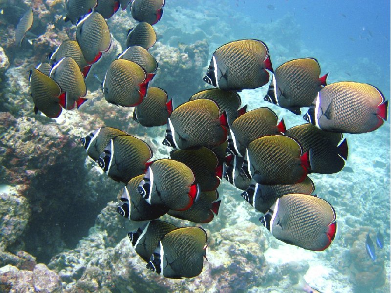 Koror Palau Red Tailed Butterfly Fish, Palau