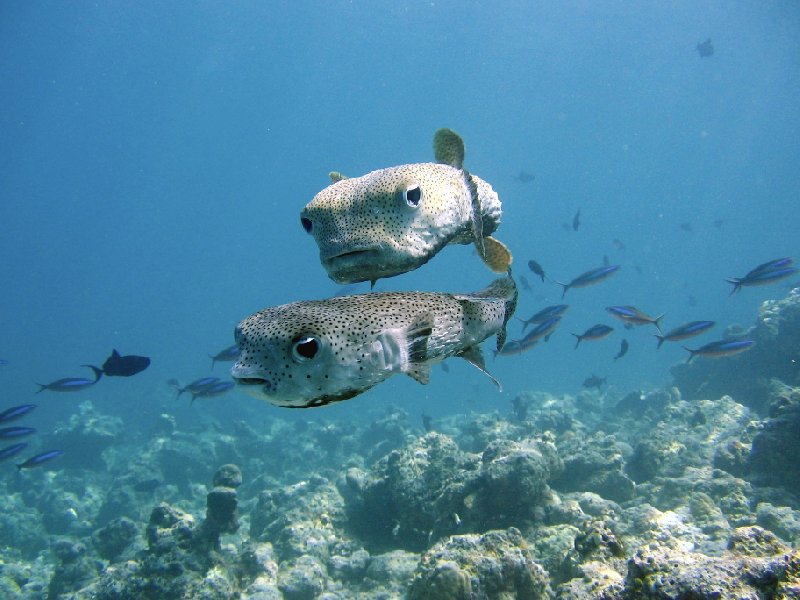 Pictures of Porcupine fish, Palau, Oceania, Palau