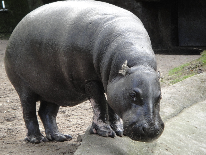 Pictures of the Arnhem Zoo Holland Netherlands Travel Gallery